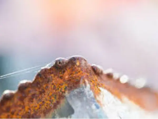 discoloration of stainless steel​,discoloration of stainless steel due to heat,heat discoloration of stainless steel